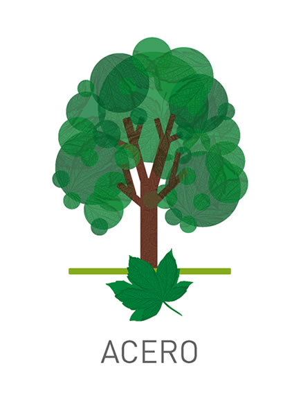 Acero - Acer pseudoplatanus L.