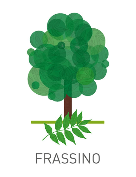 Frassino - Fraxinus L.